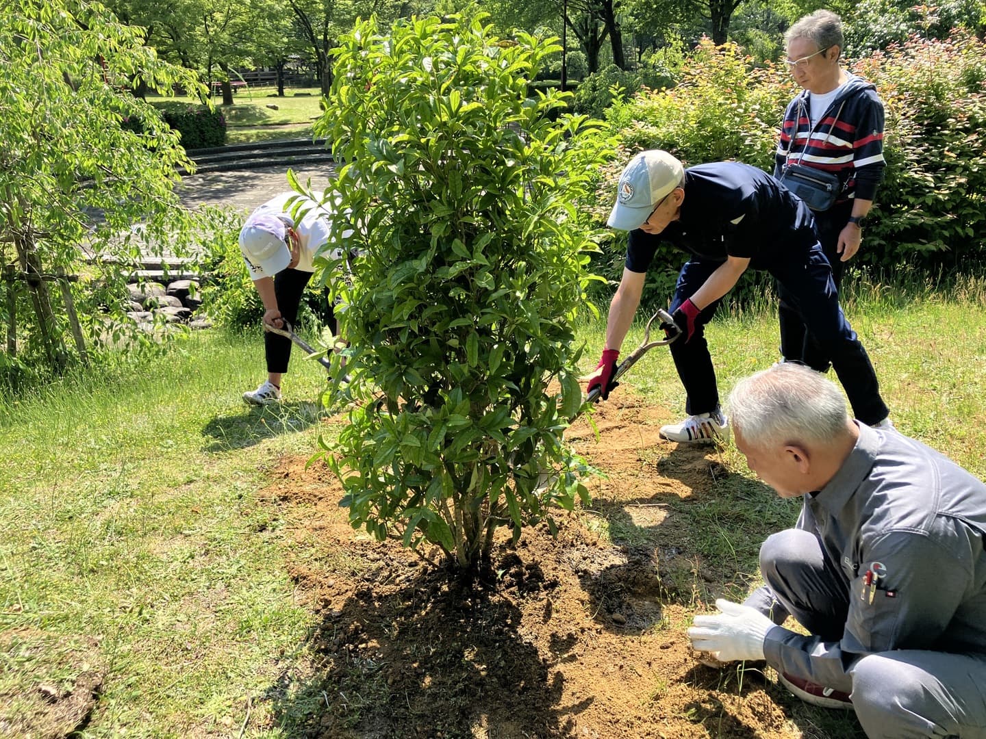 planting