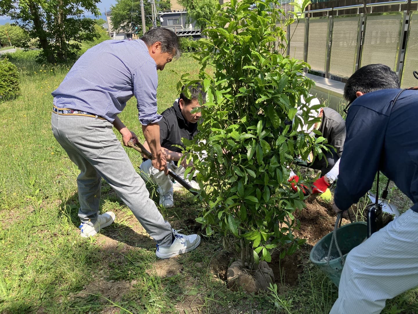 planting